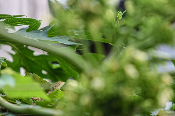Leaf lizard perched on a papaya tree.