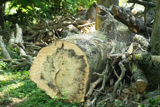 Trunk and branches of a felled Fraxinus ash tree with dieback disease fungal infection visable within the trunk