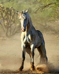 Obraz premium Wild Stallion in the Desert 
