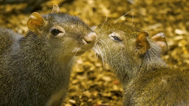 Close up of two agouti heads grooming each other on a cloudy day

