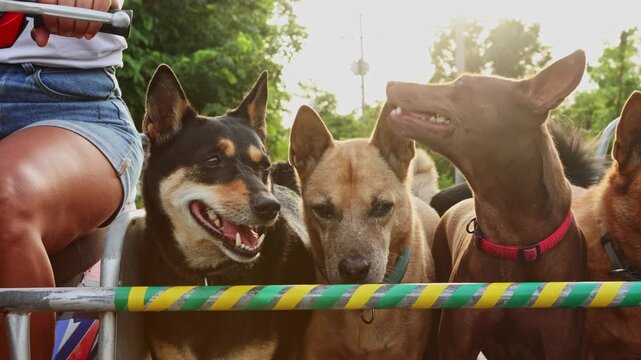 Volunteers taking shelter dogs for a ride in a sidecar