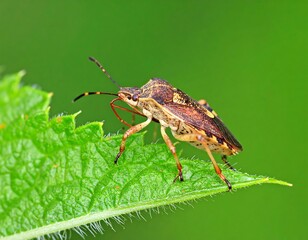 Close-up of a bug on a leaf
