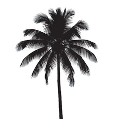 Silhouette of a single tropical coconut tree isolated on a white background