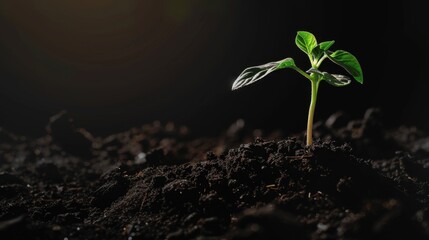New Life in Nature: Growing Plants, Seedlings & Sprouts from Seeds in Dirt – Agriculture & Gardening