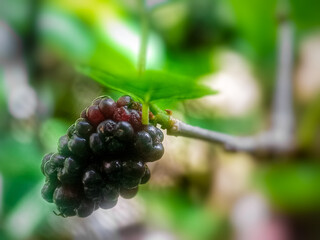 Black mulberries on the mulberry tree