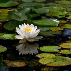 White Water Lily Flower Floating on Dark Pond with Lily Pads
