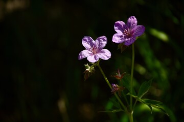 Fototapeta premium purple flowers with green leaves in the background