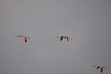 Flamingos flying across the Caroni Bird Sanctuary at the Caroni Swamp in Trinidad, West Indies.