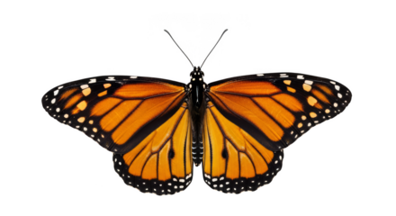 Monarch butterfly majestic wings vibrant orange black dots