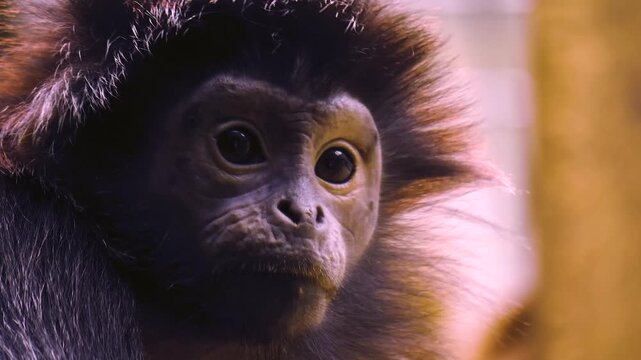 Close up of a Javan lutung monkey head and face sitting down and looking around