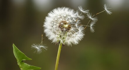 Fototapeta premium Delicate dandelion clock dispersing seeds in a gentle breeze on bokeh background