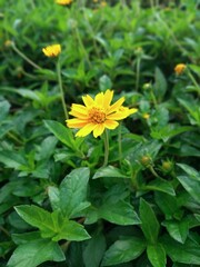 Wedelia trilobata flower plant. This plant is from the Asteraceae family from the genus Wedelia.  It is a Herbal plant and in the same family as the Aster flower plant