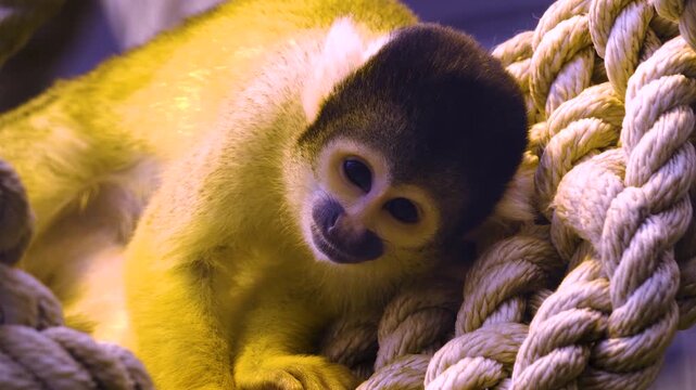 Close up of a Squirrel monkey  head and face sitting down and looking around