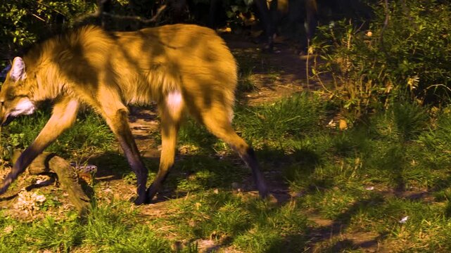 Close up of a maned wolf feeding on a peace of meat on a meadow on a sunny day