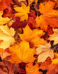 Autumn Maple Leaves in Shades of Yellow Orange and Red Covering the Ground