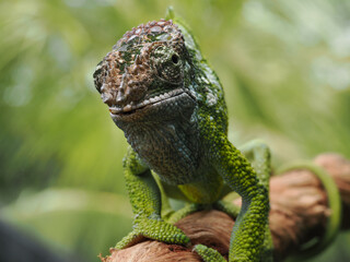 A striking close-up of a chameleon shows its rough, textured skin, with shades of green, blue, and brown. Its unique, turret-like eyes stare directly at the camera, 14 September 2025 Indonesia