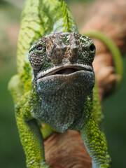 A striking close-up of a chameleon shows its rough, textured skin, with shades of green, blue, and brown. Its unique, turret-like eyes stare directly at the camera, 14 September 2025 Indonesia