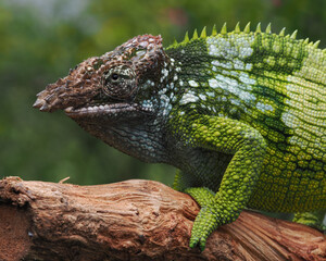 A striking close-up of a chameleon shows its rough, textured skin, with shades of green, blue, and brown. Its unique, turret-like eyes stare directly at the camera, 14 September 2025 Indonesia