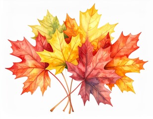 Obraz premium Watercolor Autumn Maple Leaves in Red Orange Yellow Hues on White Background