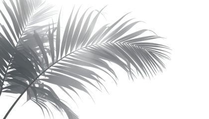 Close-up grayscale image of palm fronds, detailed texture, delicate veins, light gray tones, black background, artistic rendering,  sprays of tiny colorful dots