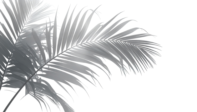 Close-up grayscale image of palm fronds, detailed texture, delicate veins, light gray tones, black background, artistic rendering,  sprays of tiny colorful dots