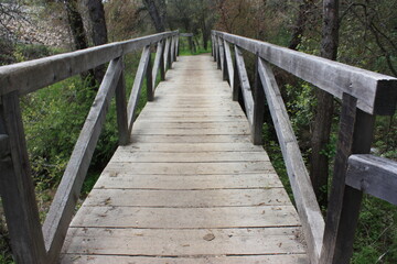 wooden bridge in the forest