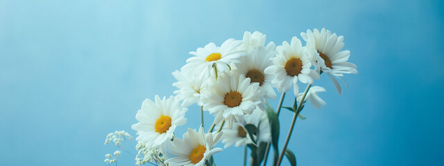 White daisies against a soft blue background, showcasing natural elegance.
