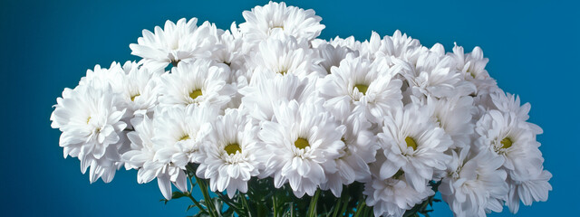 White daisies in full bloom against a vibrant blue background.