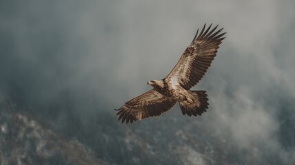 Obraz premium A majestic eagle soars through the sky amidst a cloudy mountainous landscape