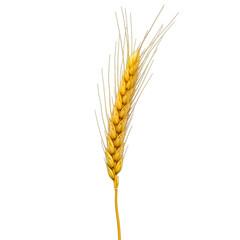 Golden Wheat Stalk A touch of harvest for horror scene props and rustic backgrounds