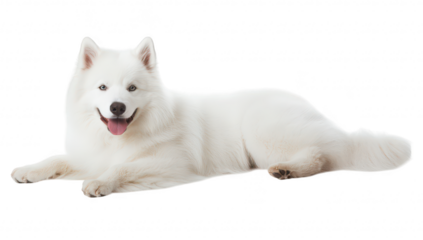 A fluffy white Samoyed dog lying gracefully on a clean. bright background. its friendly demeanor and fluffy fur. ideal for pet-related content or advertisements