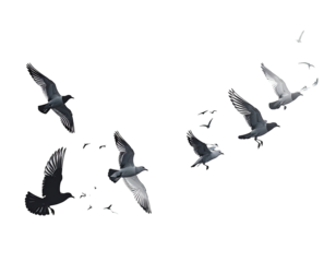 Flock of birds in flight against a dark background.  Feathered wings, various shades of gray and white.  Dynamic movement