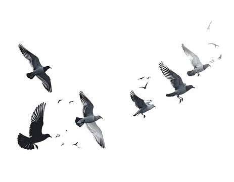 Flock of birds in flight against a dark background.  Feathered wings, various shades of gray and white.  Dynamic movement