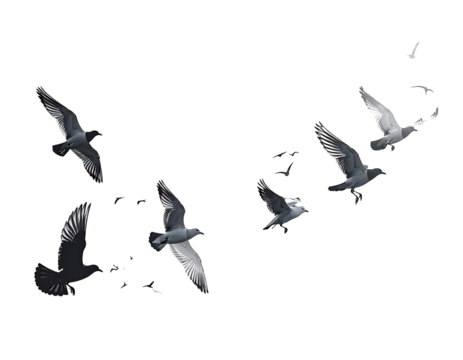 Flock of birds in flight against a dark background.  Feathered wings, various shades of gray and white.  Dynamic movement