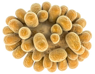 Ovoid microbe with multiple protrusions and textured surface, cellular colony model, scientific macro illustration for microbiology on isolated background