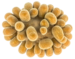 Ovoid microbe with multiple protrusions and textured surface, cellular colony model, scientific macro illustration for microbiology on isolated background