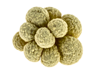 Rough textured green cell cluster with granular surface, dense multicellular aggregate, biology macro specimen for research and learning on isolated background