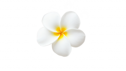 A close-up view of a beautiful white plumeria flower with yellow accents. set against a clean. white background. ideal for nature-themed designs and wellness-related content