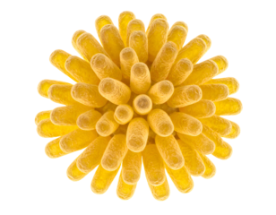 Bright yellow pollen grain with radial tubular spines, detailed macro biology illustration and clean spherical texture on isolated background