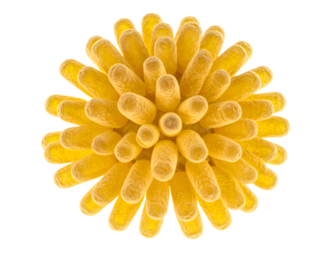 Bright yellow pollen grain with radial tubular spines, detailed macro biology illustration and clean spherical texture on isolated background