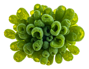 Green algal tubular cluster with hollow sponge-like tubes, porous organic colony, aquatic biology specimen, macro detail on isolated background