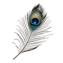 A peacock feather intricate patterns and colors. elegantly displayed against a clean white background. ideal for nature-themed projects or artistic designs