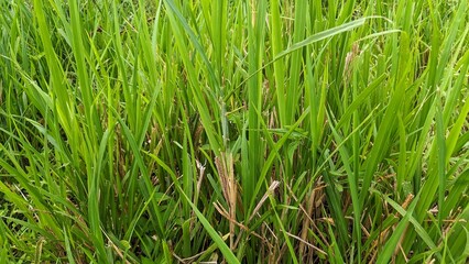 A close-up of vibrant green grass blades filling the frame, some with hints of brown, creating a natural, textured background.