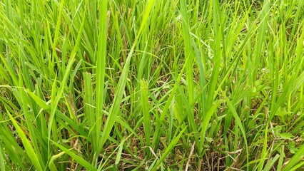 A close-up of vibrant green grass blades filling the frame, creating a fresh and natural scene.