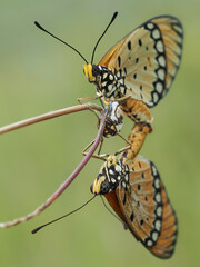 Two beautiful butterflies, with intricate wing patterns, engaging in a delicate mating ritual on a slender plant stem, captured against a soft, green background, 14 September 2025 Indonesia