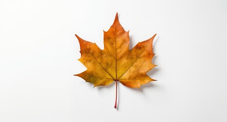 Fototapeta premium Autumn Leaf, Fall Foliage, Orange Leaf, Dried Leaf, Maple Leaf, Isolated Leaf, White Background, Nature Photography, Fall Colors, Autumn Colors, Seasonal Leaf, Thanksgiving Leaf, Autumn Decoratio