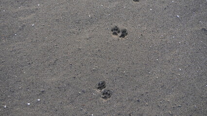 Animal Paw Prints on a Sandy Beach