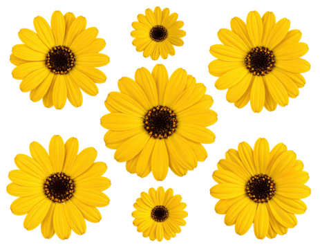 Yellow daisy flowers arranged in a symmetrical pattern