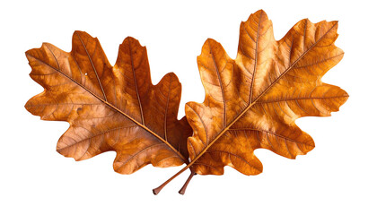 Two autumn oak leaves, rich brown hues, outlined