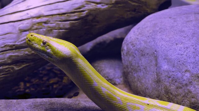 Very close up of an albino python snake head slowly moving around rocks
